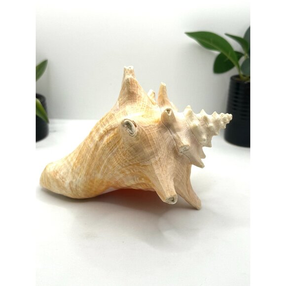 Large Natural Conch Shell Coastal Decor Beach Themed Home Accent Nautical Displa - Picture 7 of 8